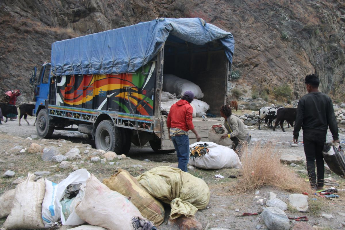 डोल्पाको पाटन फोहरले भरिएपछि यार्सागुम्बा लोप