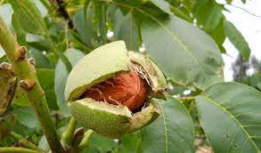 बाँझो जग्गामा ओखर खेती