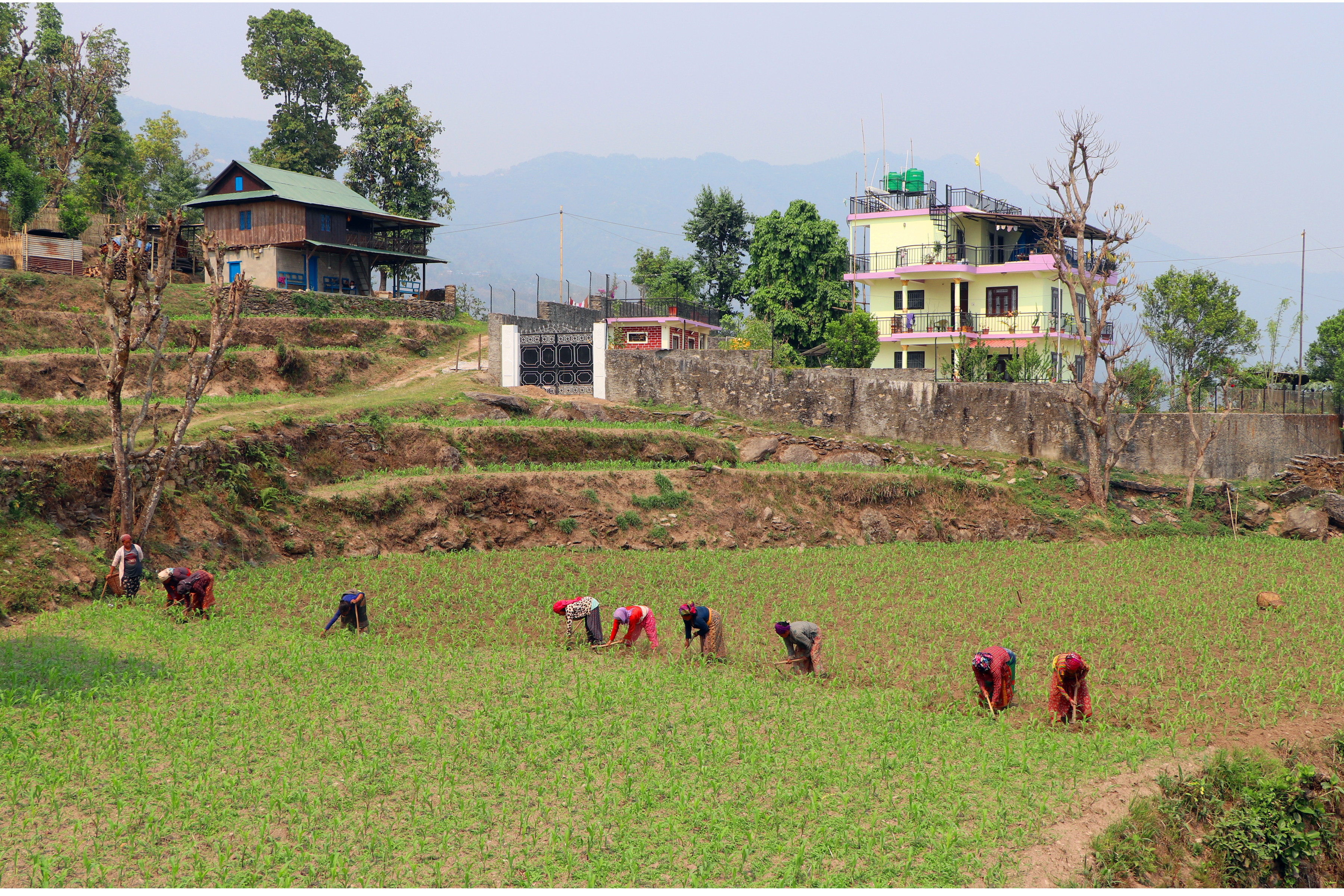 किसान मकै गोड्दै