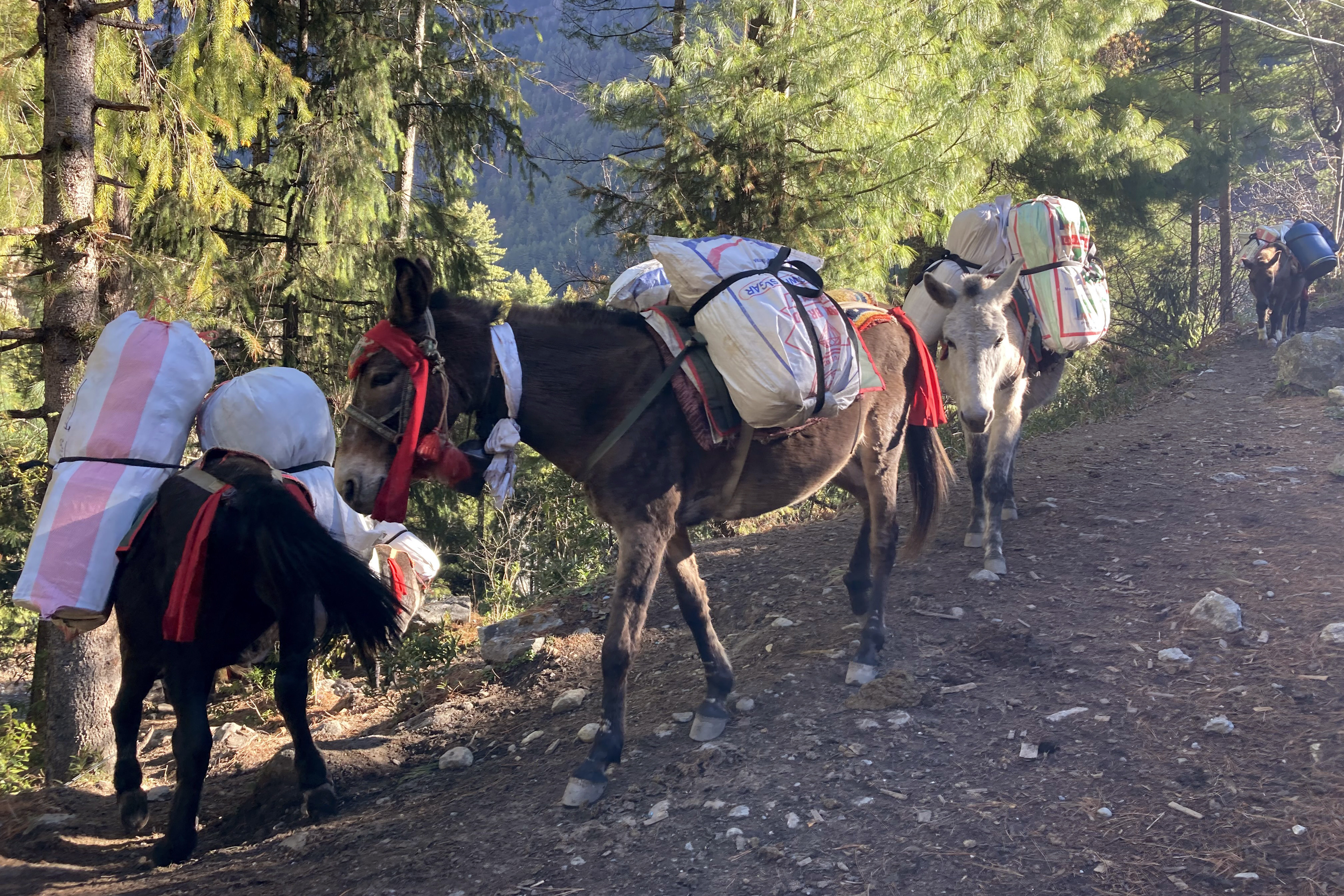 खच्चडमा सामान ढुवानी