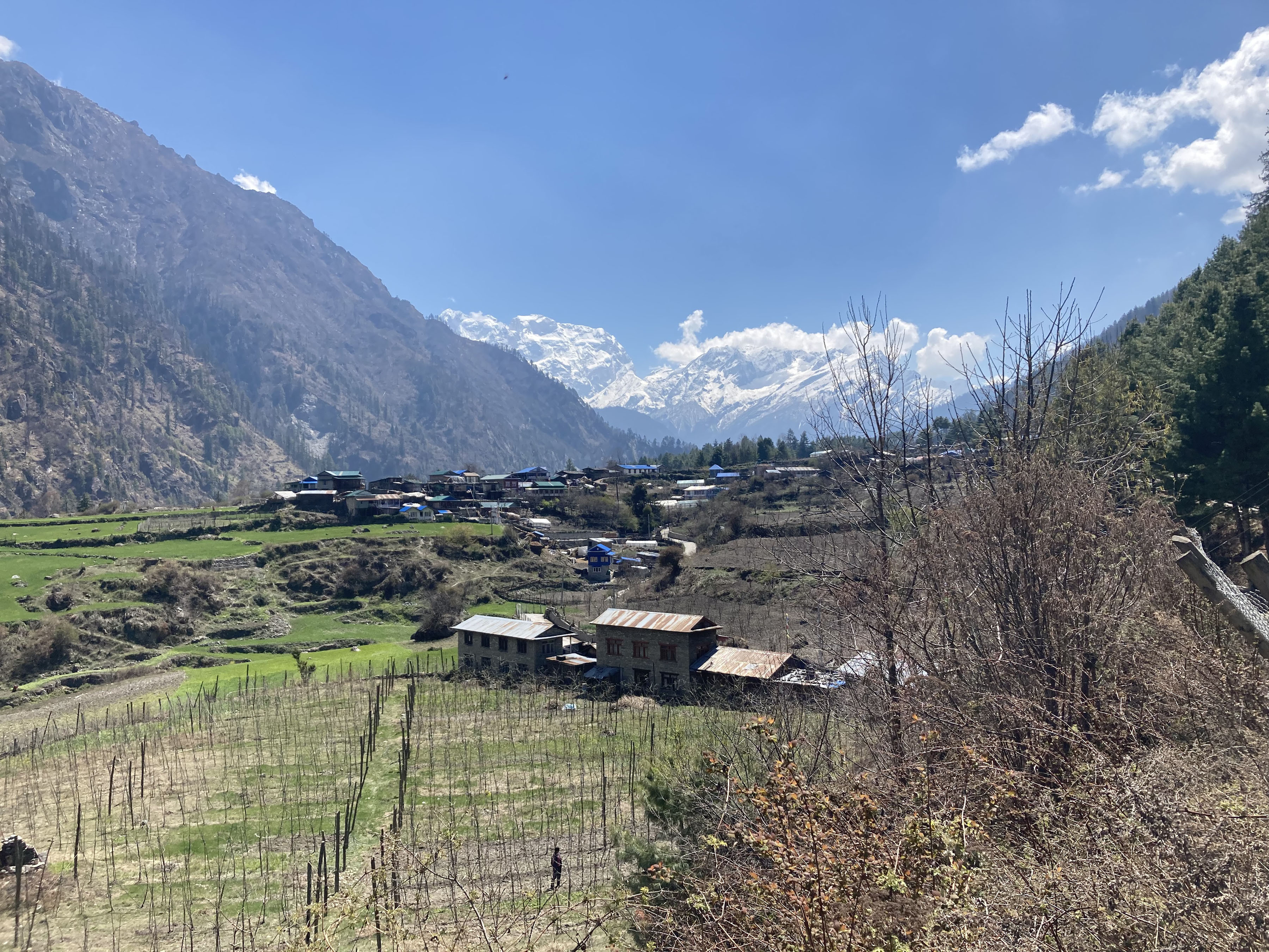 थानचोक गाउँ र पृष्ठभुमीमा मनास्लु हिमाल