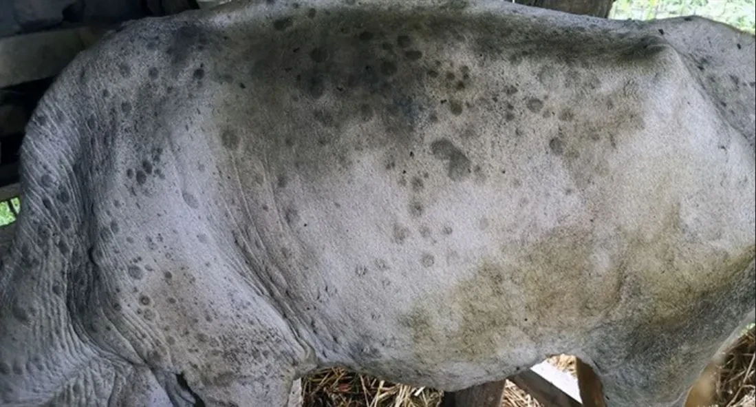 गाईभैँसीमा ‘लम्पि स्किन’ समस्या