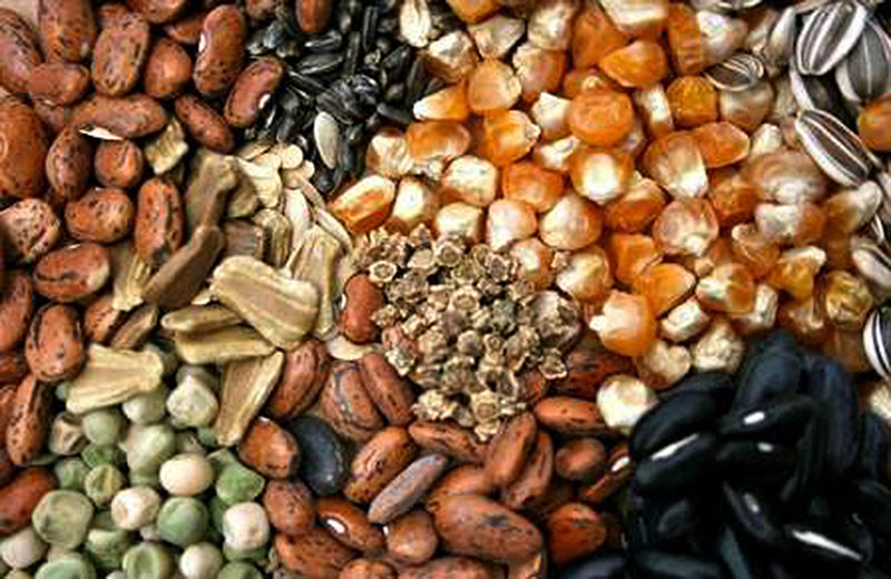 किसानलाई तरकारी बीउ वितरण