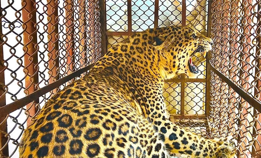 चितुवा नियन्त्रणमा लिन खोर