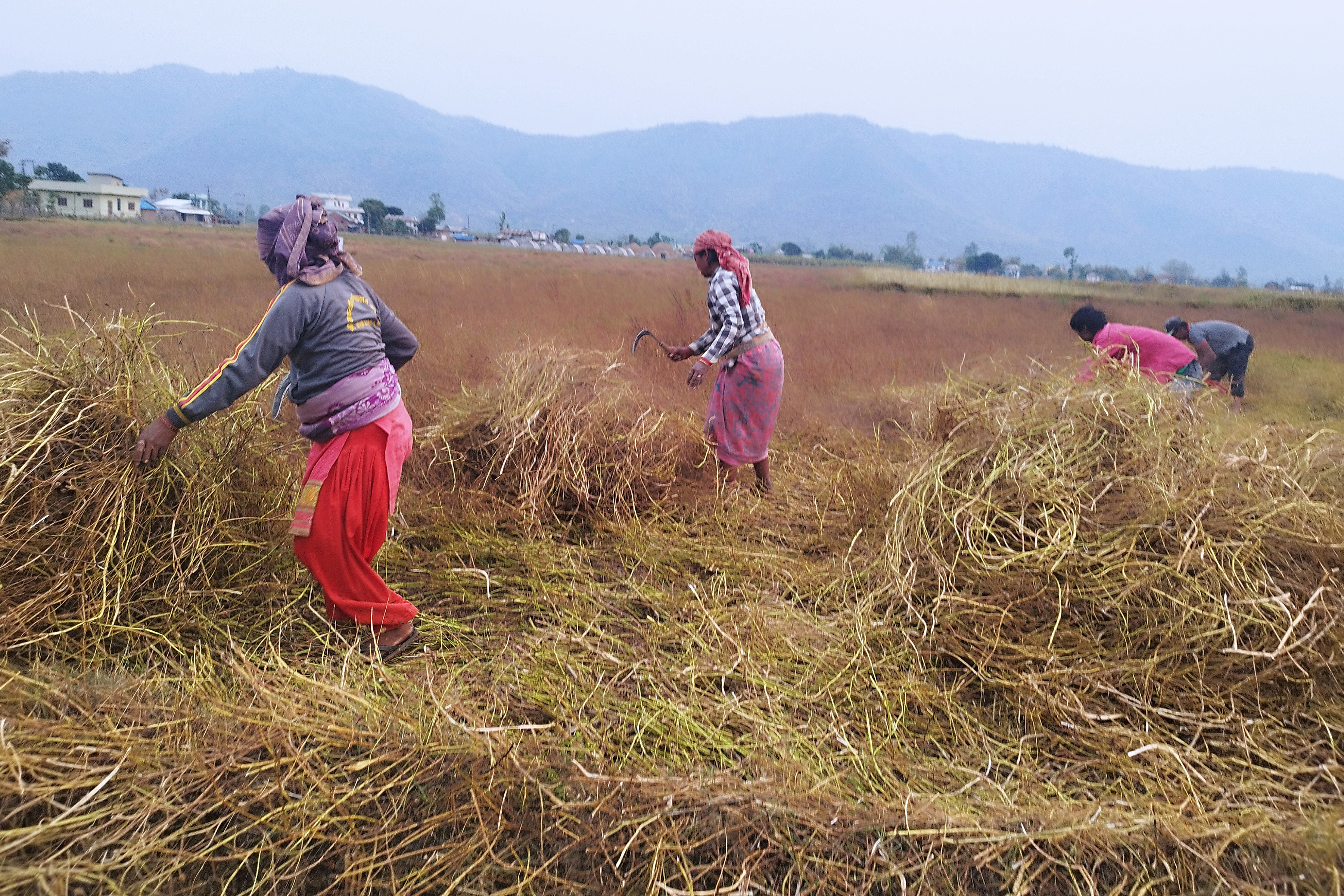 बर्सिम घाँस काट्दै किसान