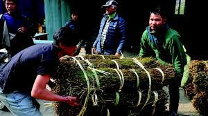 चिराइतोको मूल्य अलैँचीको भन्दा बढी