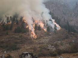 मङ्गोलियामा ३५९,५०० हेक्टर जङ्गल डढेलोबाट नष्ट