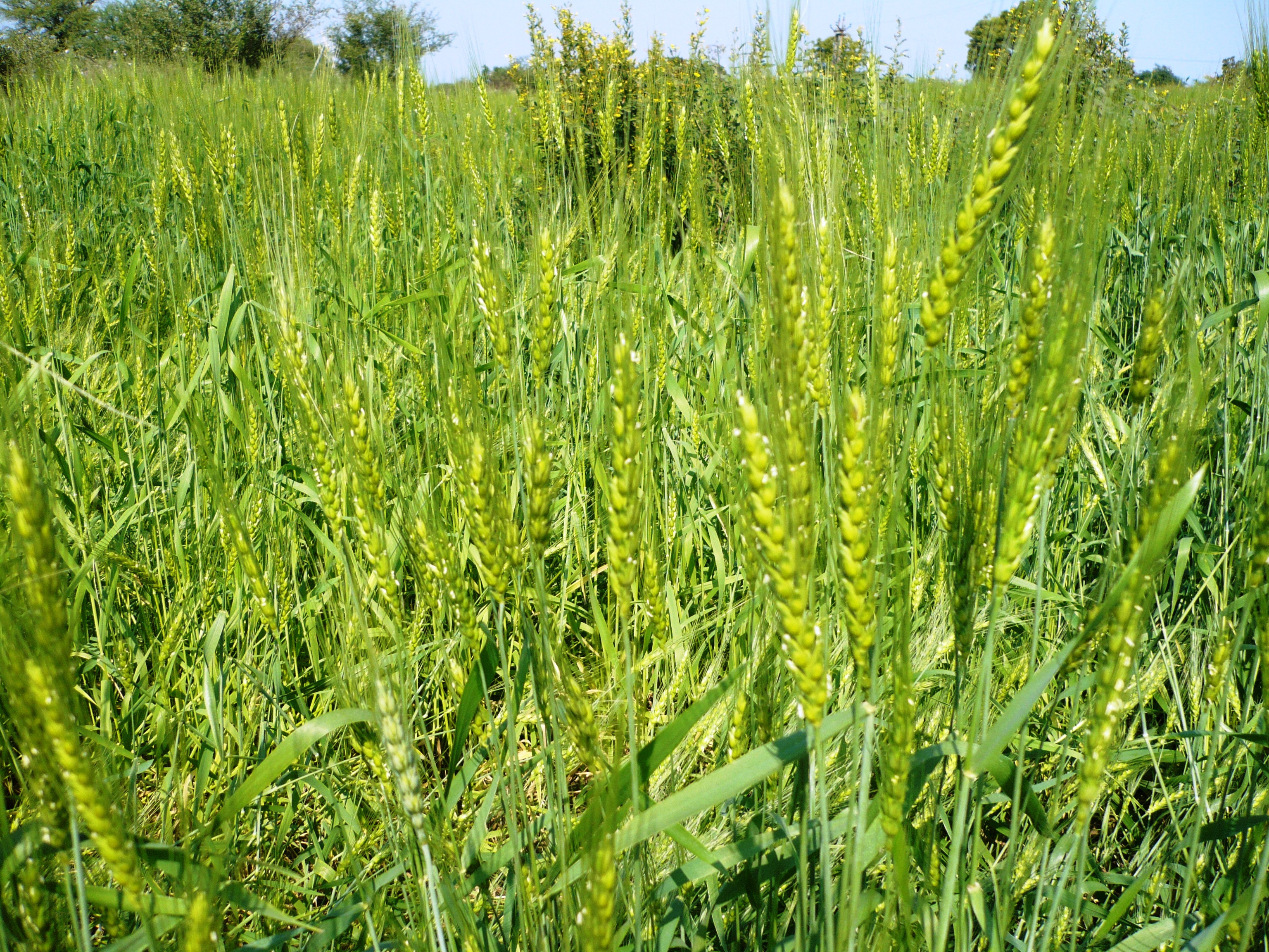 सरकारले तोक्यो गहुँको समर्थन मूल्य, प्रतिक्विन्टल तीन हजार तीन सय ५१ रुपैयाँ
