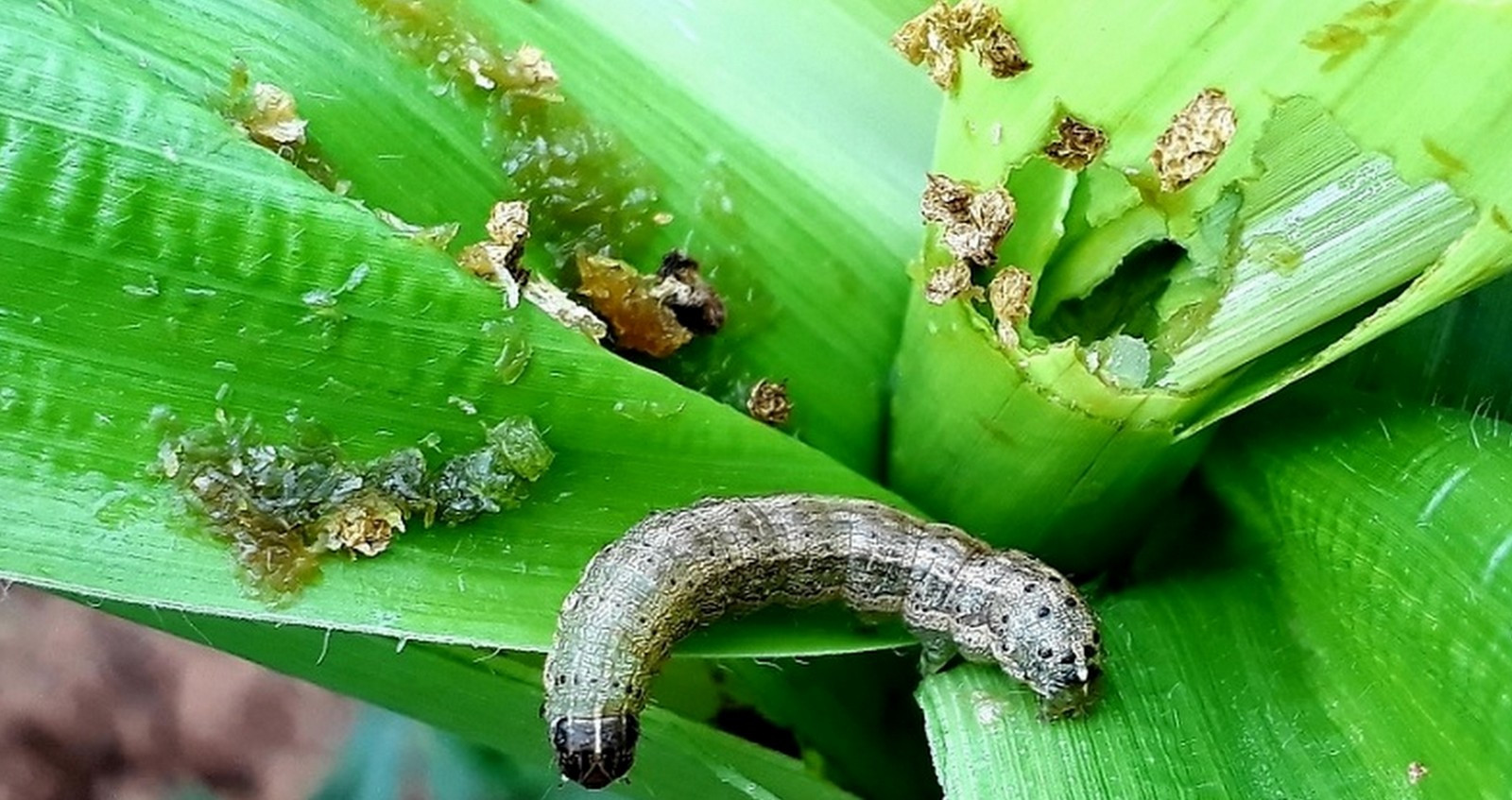 मकै बालीमा फौजी कीराको प्रकोप