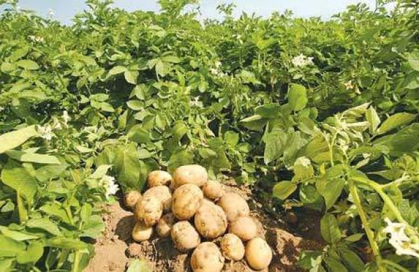 आलुको पहाड निर्माणका लागि आलु सङ्कलन हुँदै