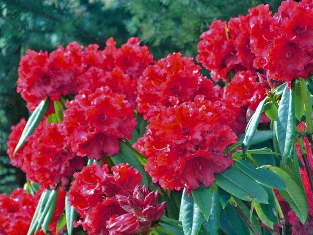 लालीगुराँसले राताम्य सोलेडाँडामा पर्यटकको चहलपहल