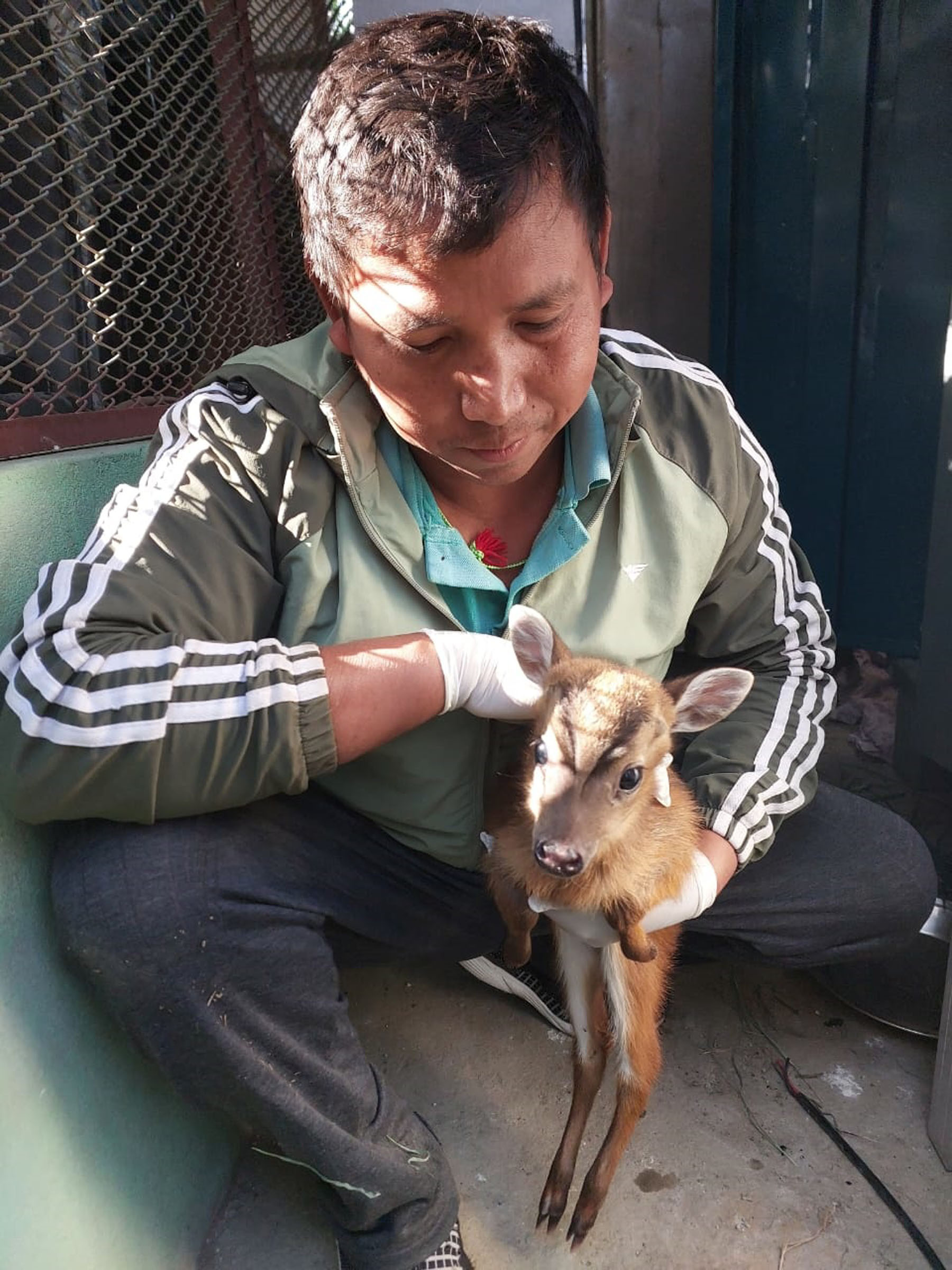 रतुवाको बच्चाको संरक्षण