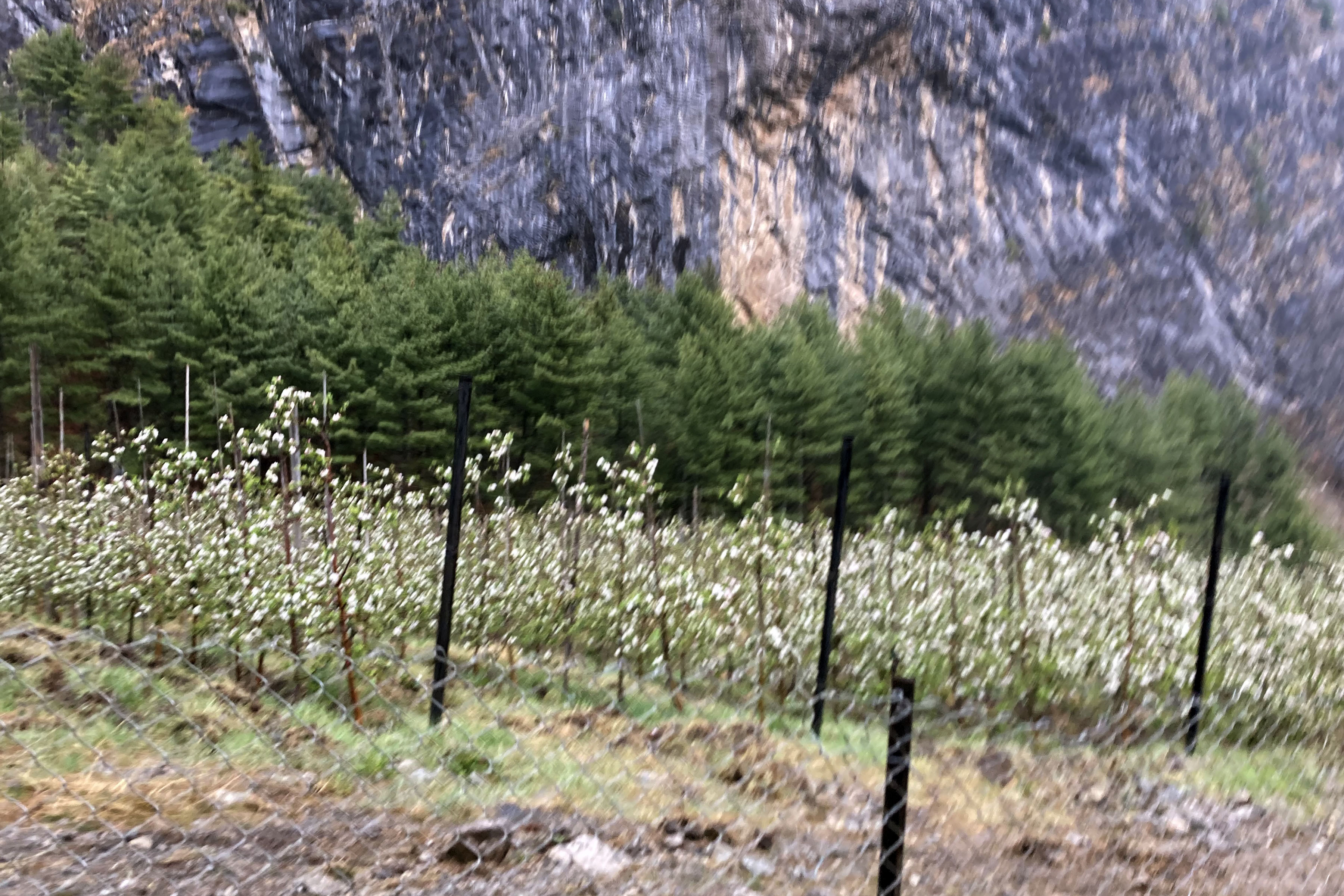 फुल्न थाले मनाङमा स्याउ