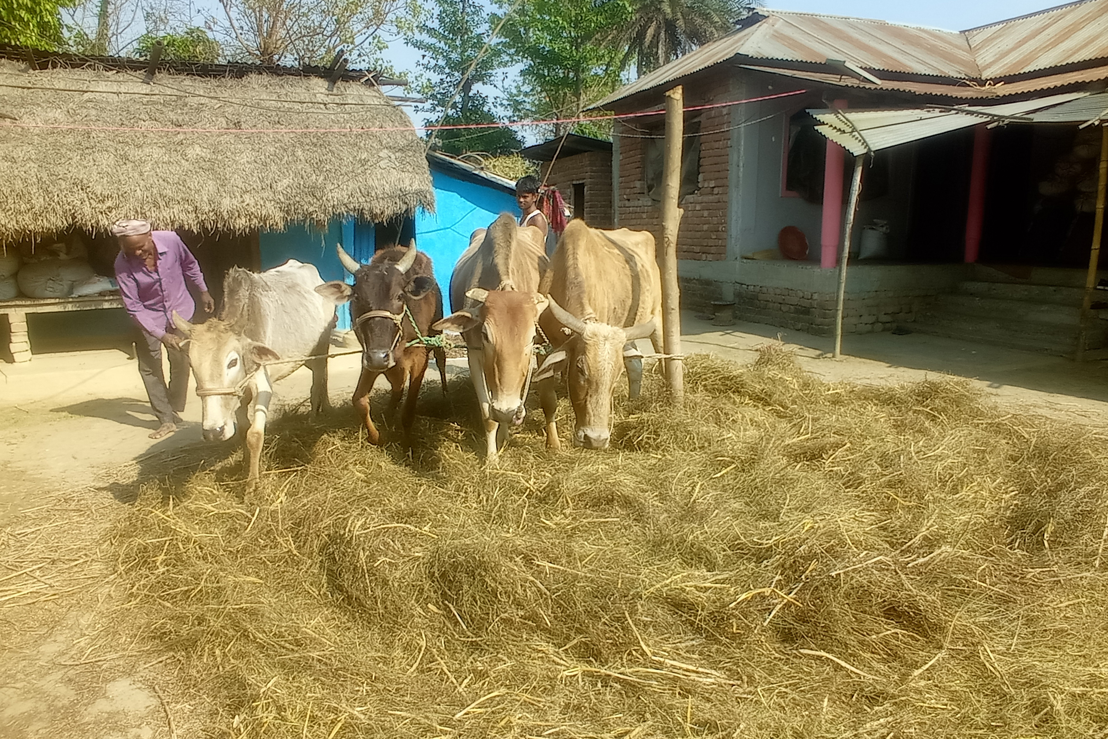 आलसको दाउनी गर्दै किसान