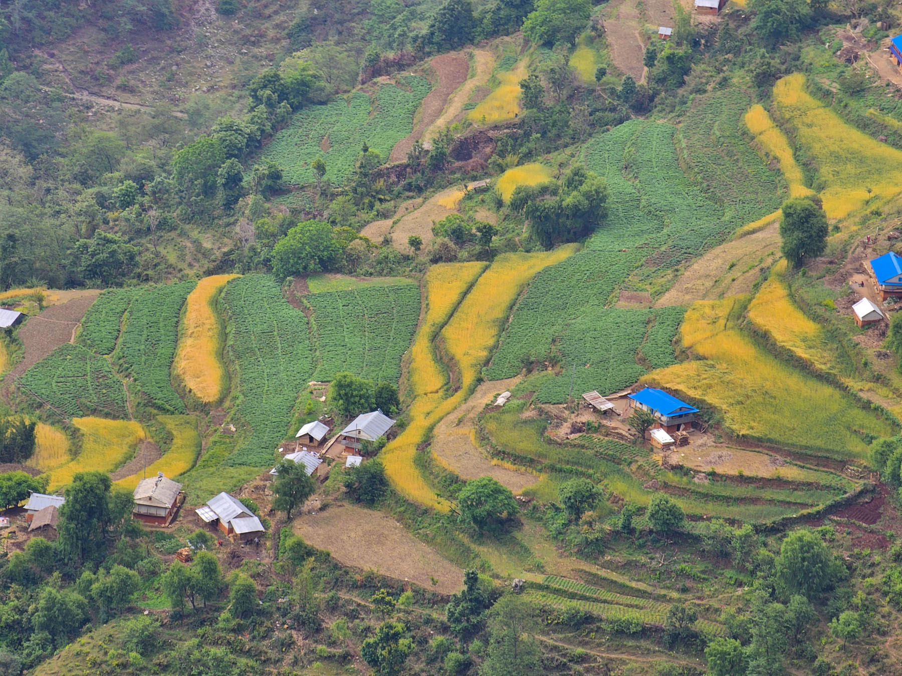 आलु खेती