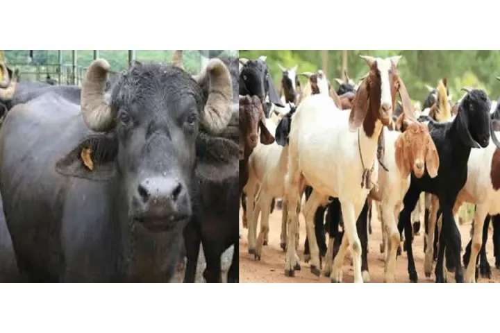 विदेशबाट फर्किएर पशुपालन