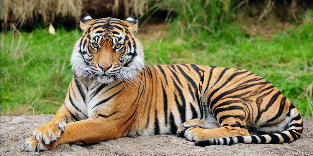 सात वर्षमा ३० बाघ मरे