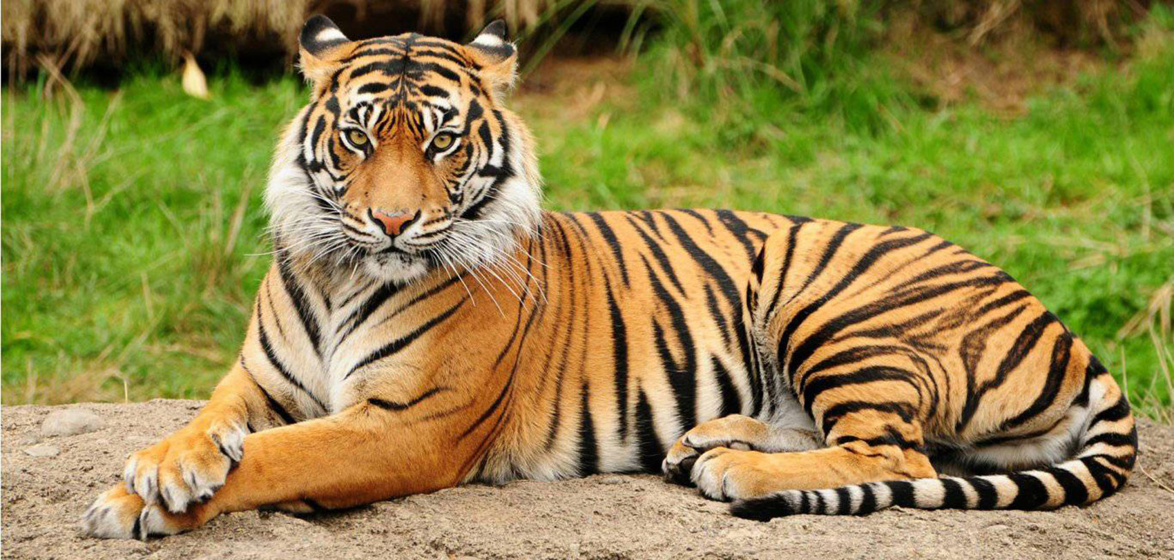 बेलौरीका स्थानीय बाघको त्रासमा