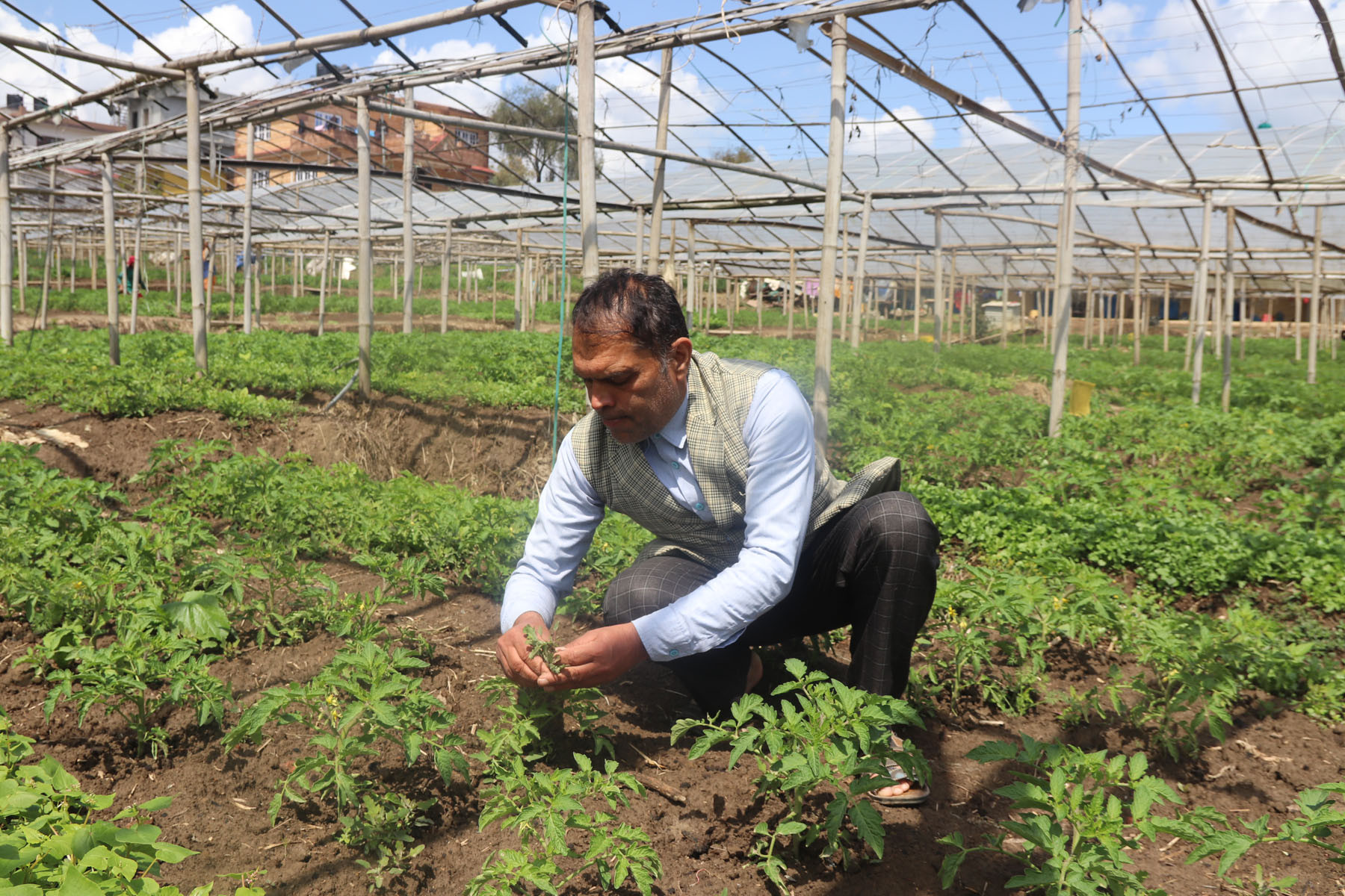 गोलभेँडाको हेरचाह गर्दै किसान