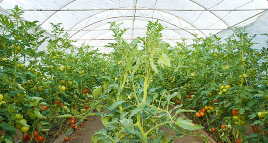 प्राङ्गारिक खेतीमा लागेपछि किसानलाई सहज