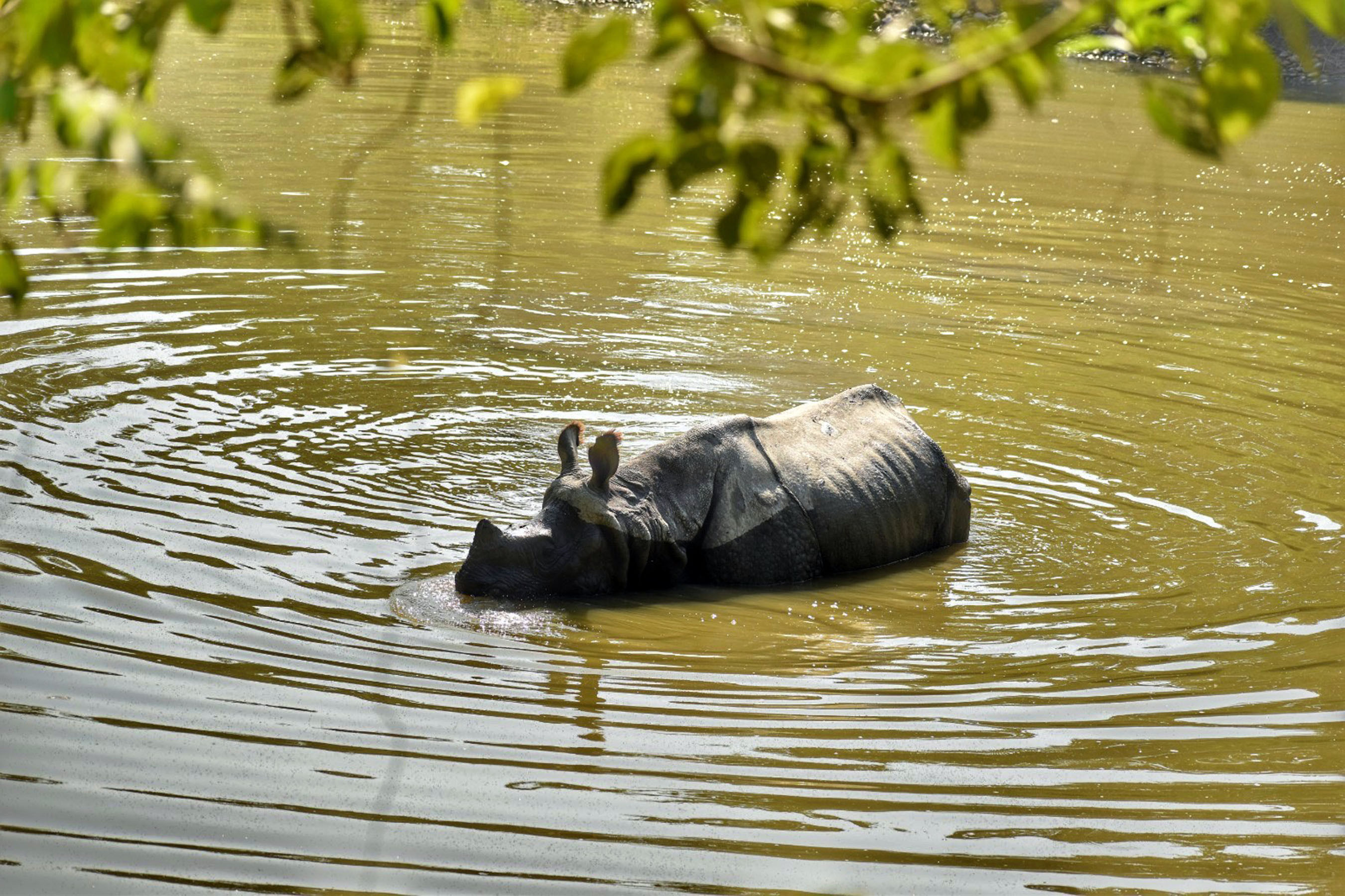 गैँडा