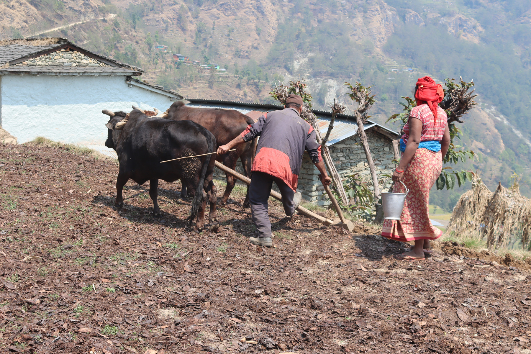 मकै छर्दै किसान