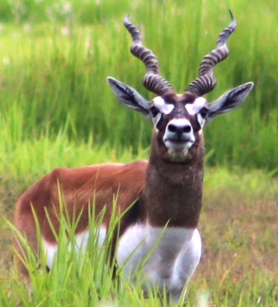 शुक्लाफाँटामा बढ्दै कृष्णसार