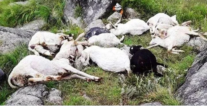 खराब मौसमका कारण मङ्गोलियामा ५ लाख ६७ भन्दा बढी पशुको मृत्यु