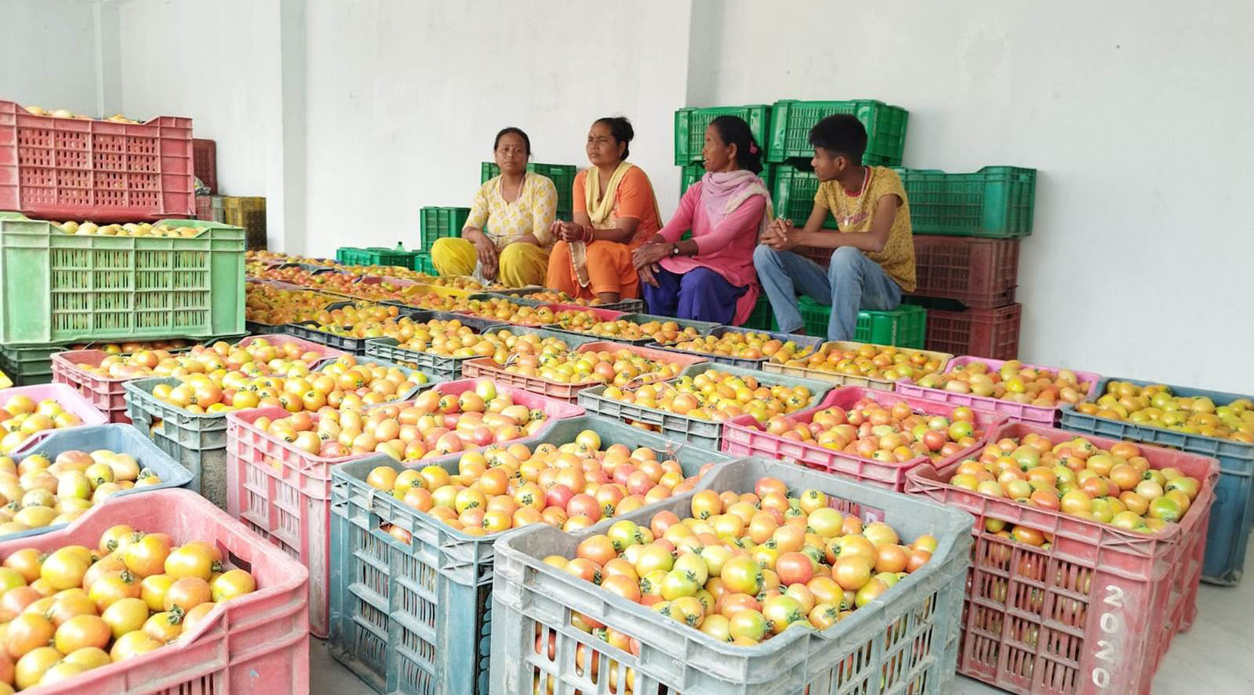 गोलभेडा बिक्री गर्दै