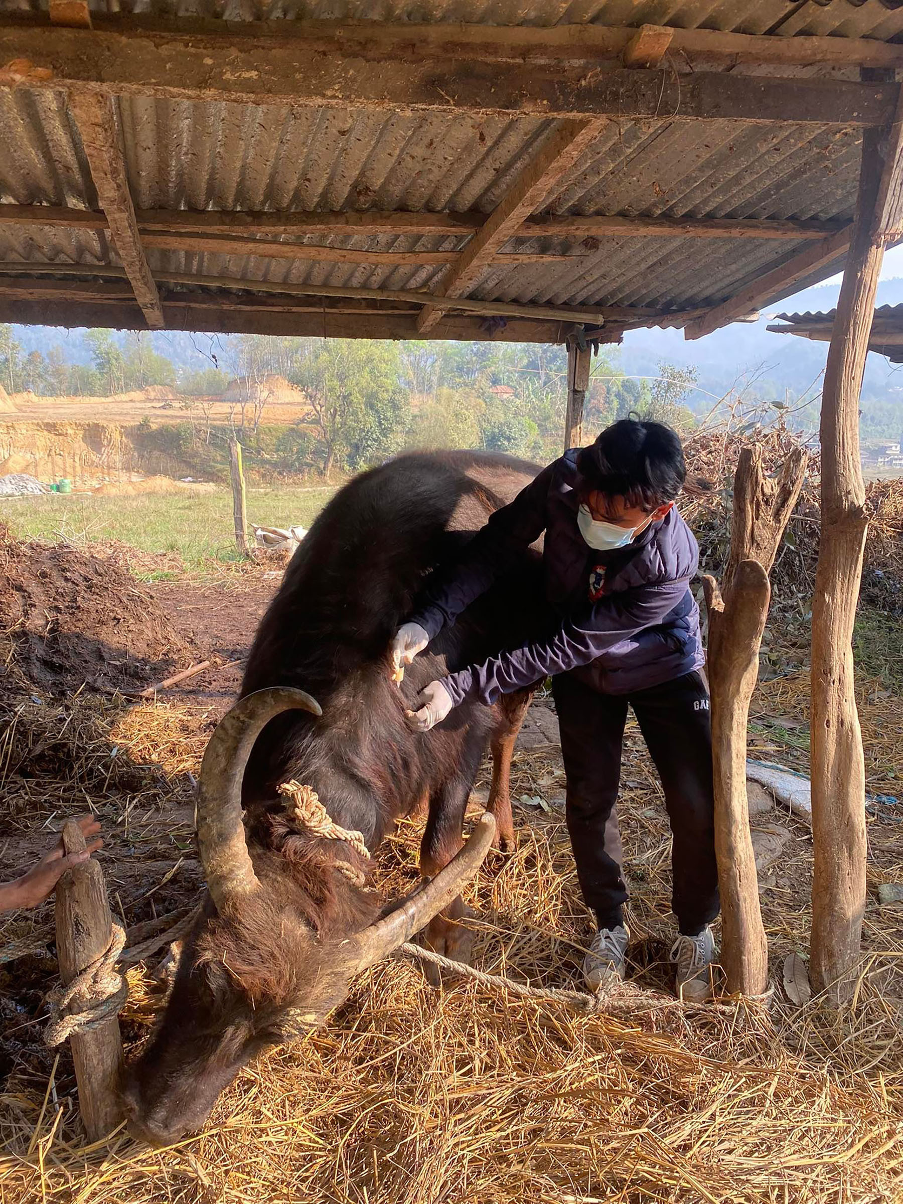 पशुमा खोप लगाउँदै