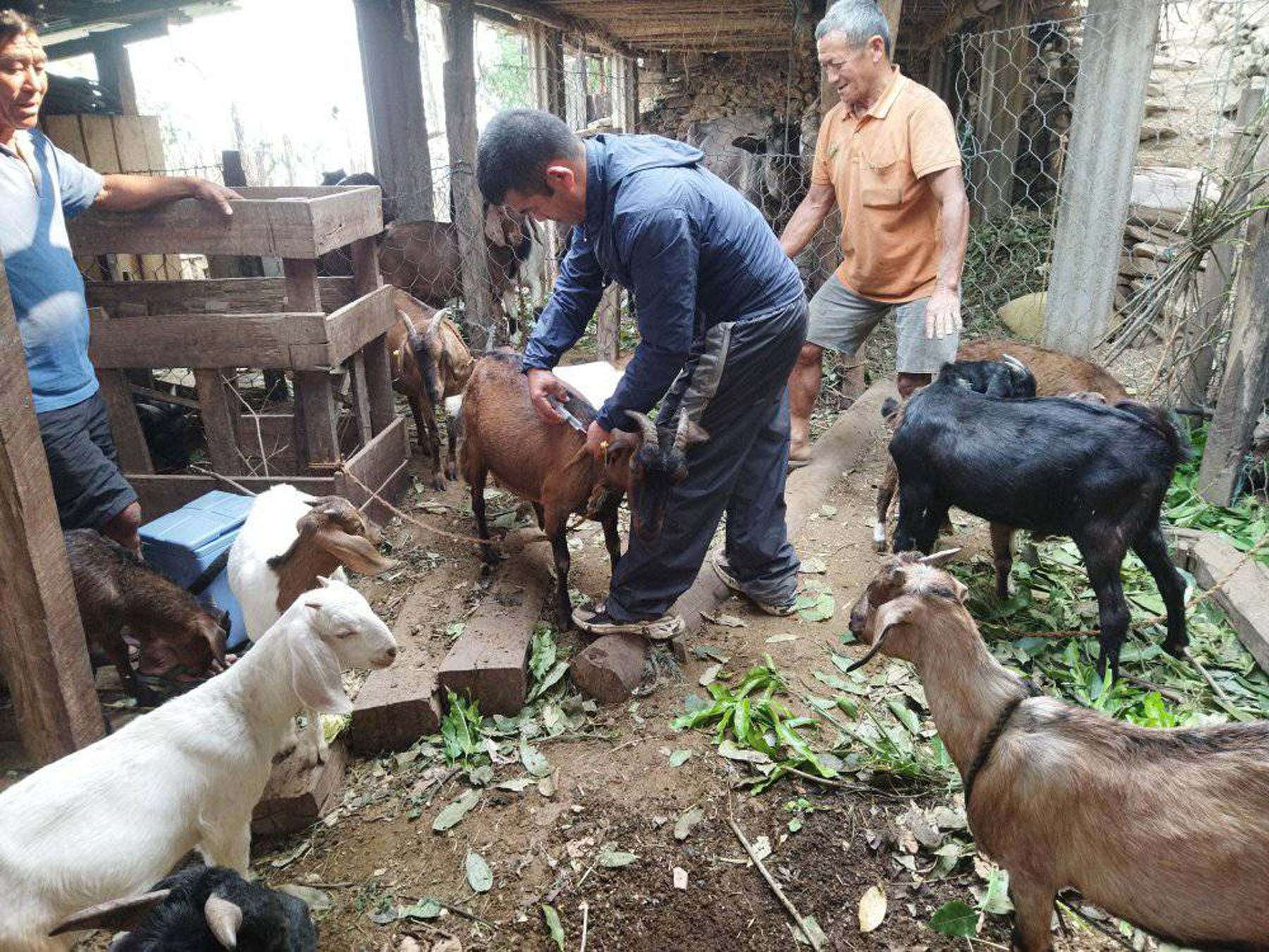 बाख्रालाई पिपिआर  भ्याक्सिन  दिँदै प्राविधिक