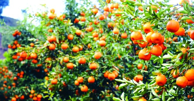 पाँचभाइको सुन्तला खेती