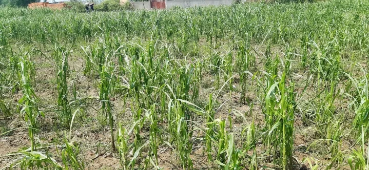 असिनापानीले मकैबाली र लहरे तरकारीमा क्षति