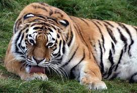 नरभक्षी बाघ नियन्त्रण गरी जावलाखेलमा ल्याइयो