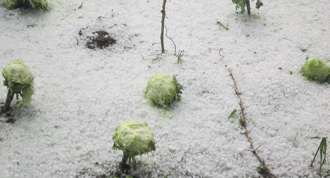 असिनाले बालीनालीमा क्षति