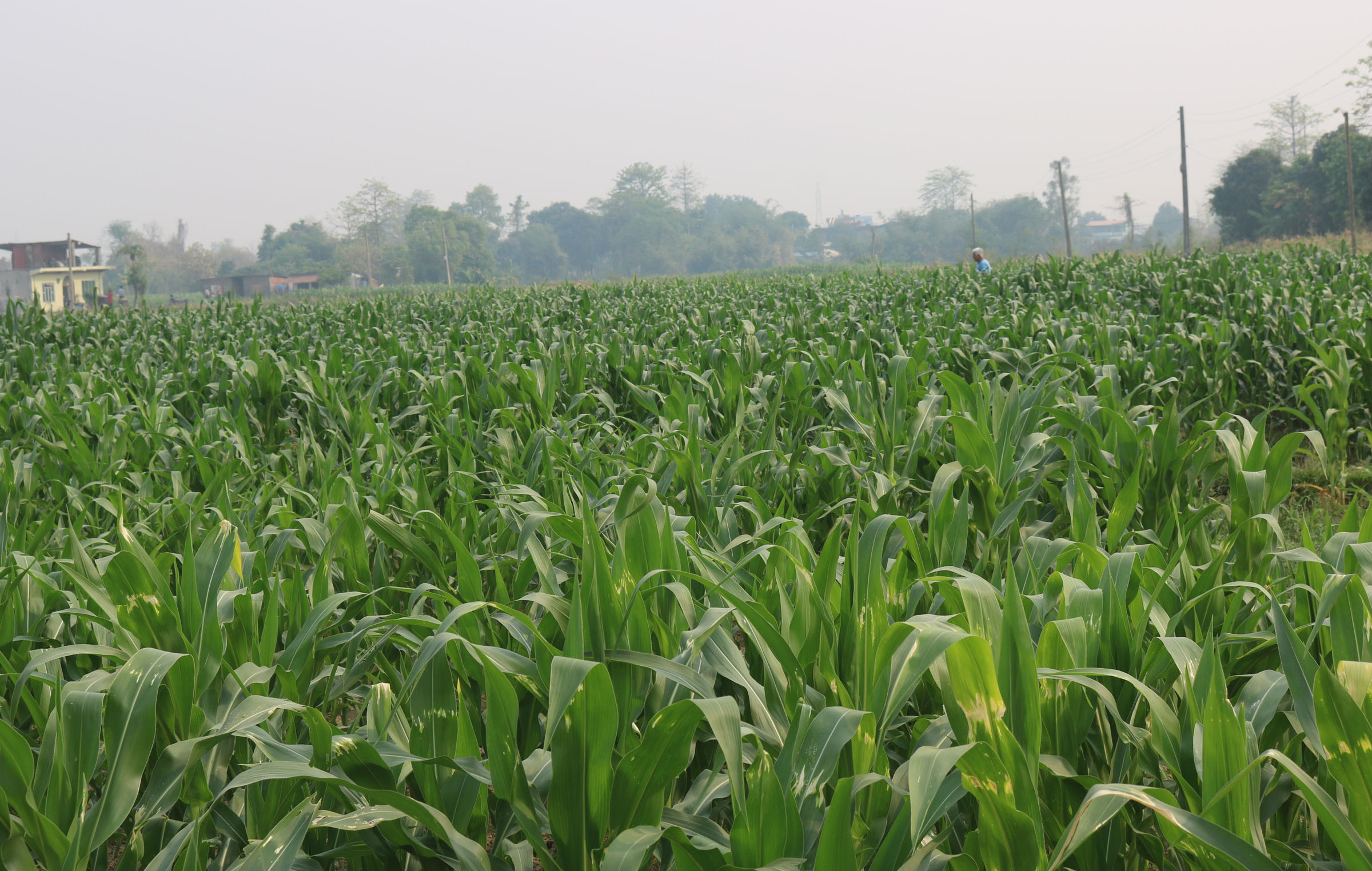 मकै बाली