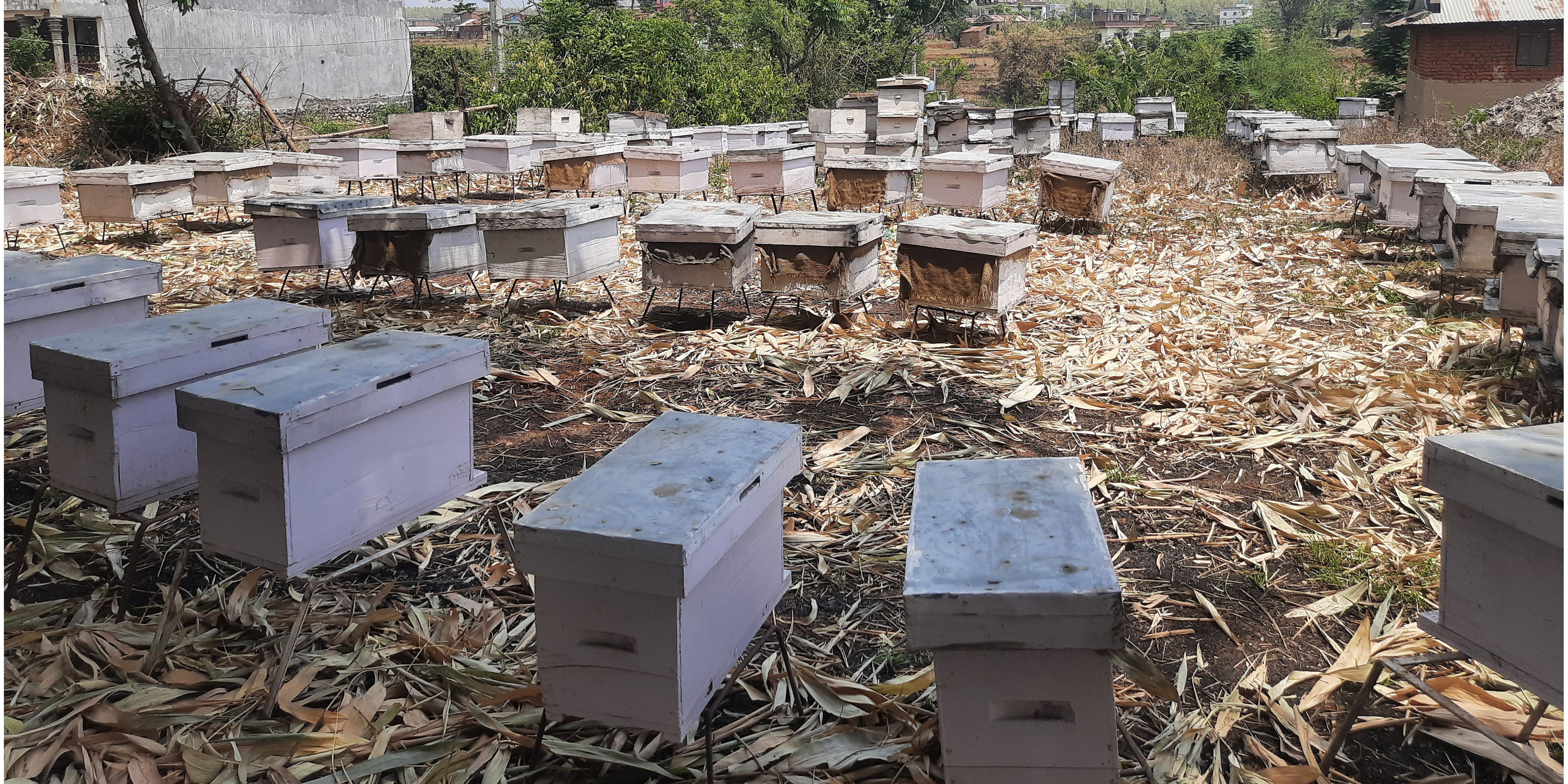 मौरी पालन