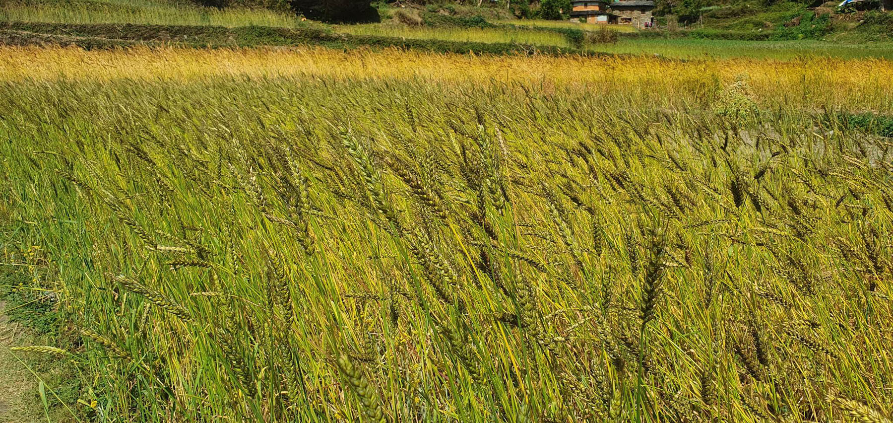 पाक्ने बेलाको गहुँबाली