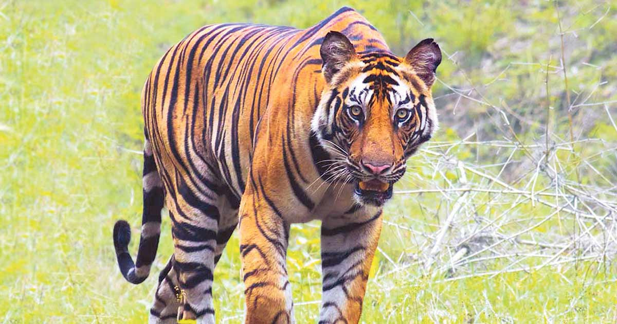 पाटेबाघलाई  नियन्त्रणमा लिइयो