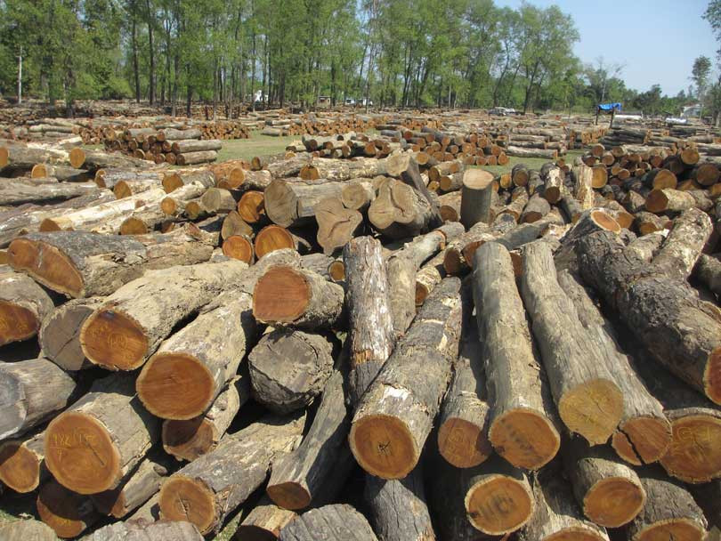 स्वदेशी काठ प्रयोग गर्न समितिको निर्देशन