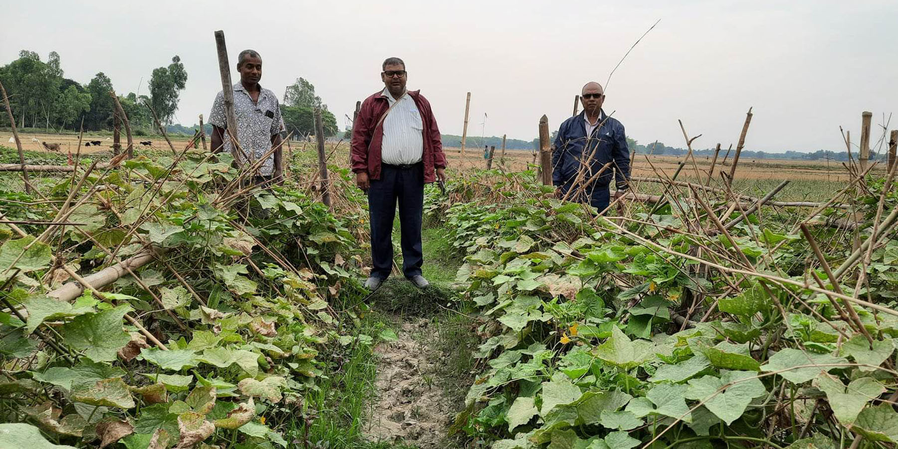 तरकारीखेतीको अनुगमन