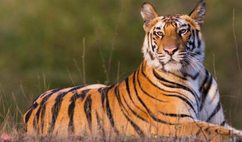 बाघको निगरानी गर्न स्वचालित क्यामेरा जडान