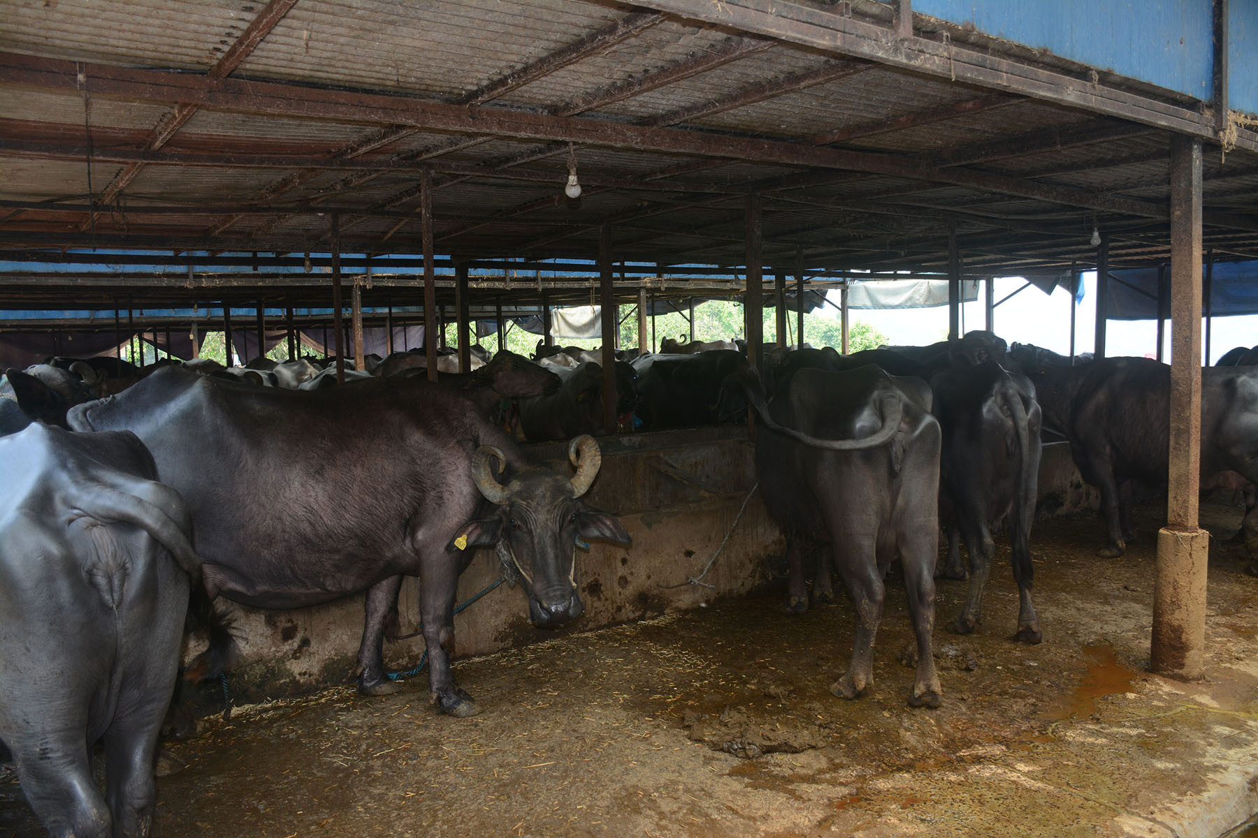 भैंसीपालन