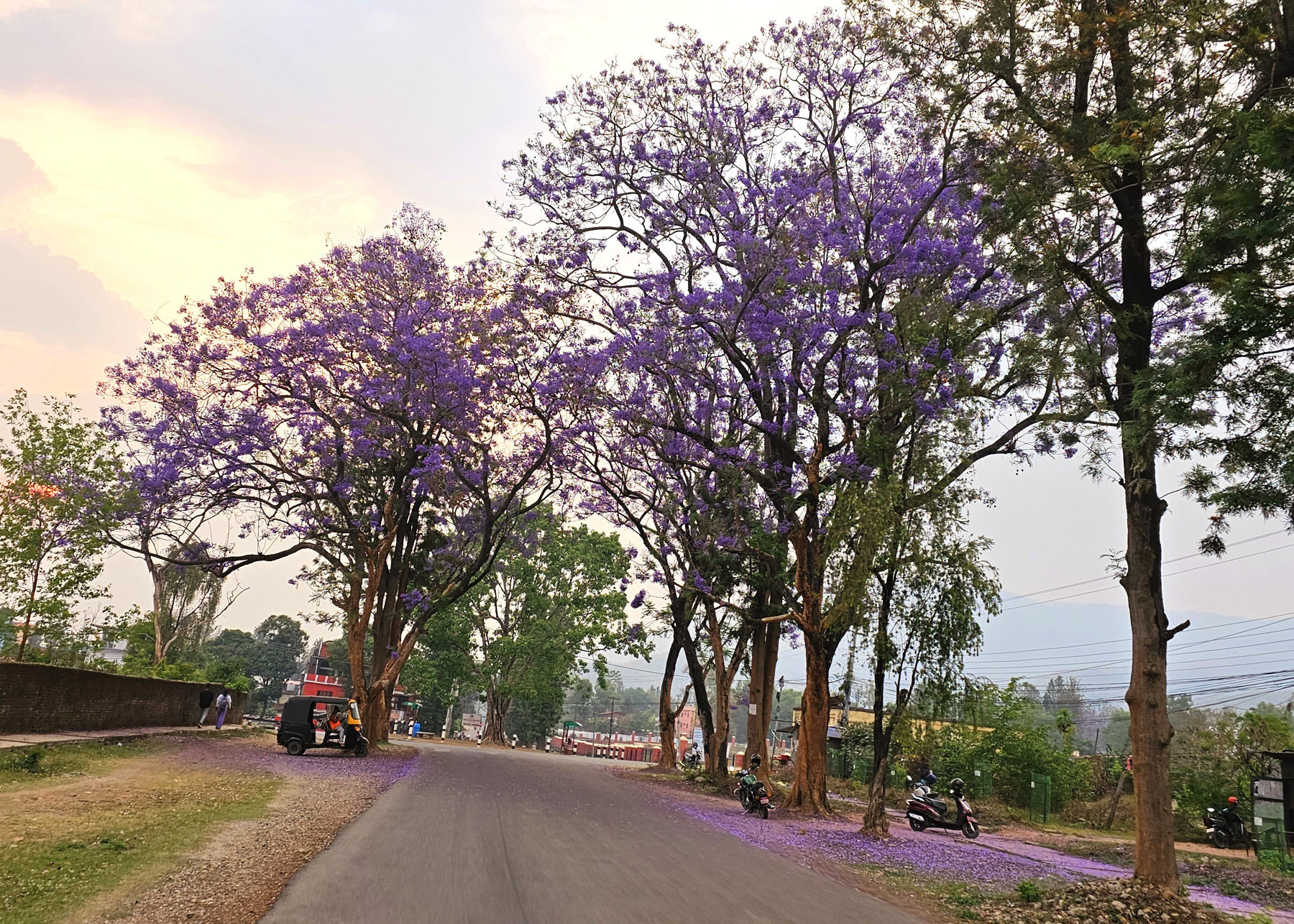 जाकारण्डा