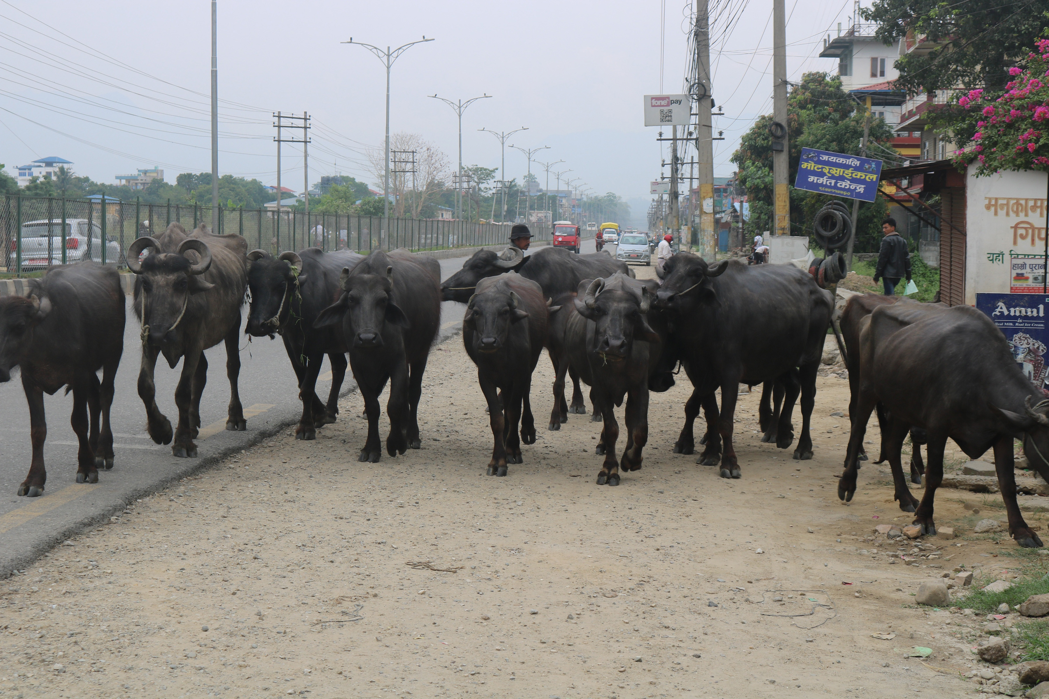 सडकमा भैँसी