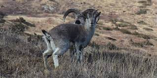 दोस्रो सिकार यामःढोरपाटनमा १२ नाउर र नौ झारलको सिकार हुने