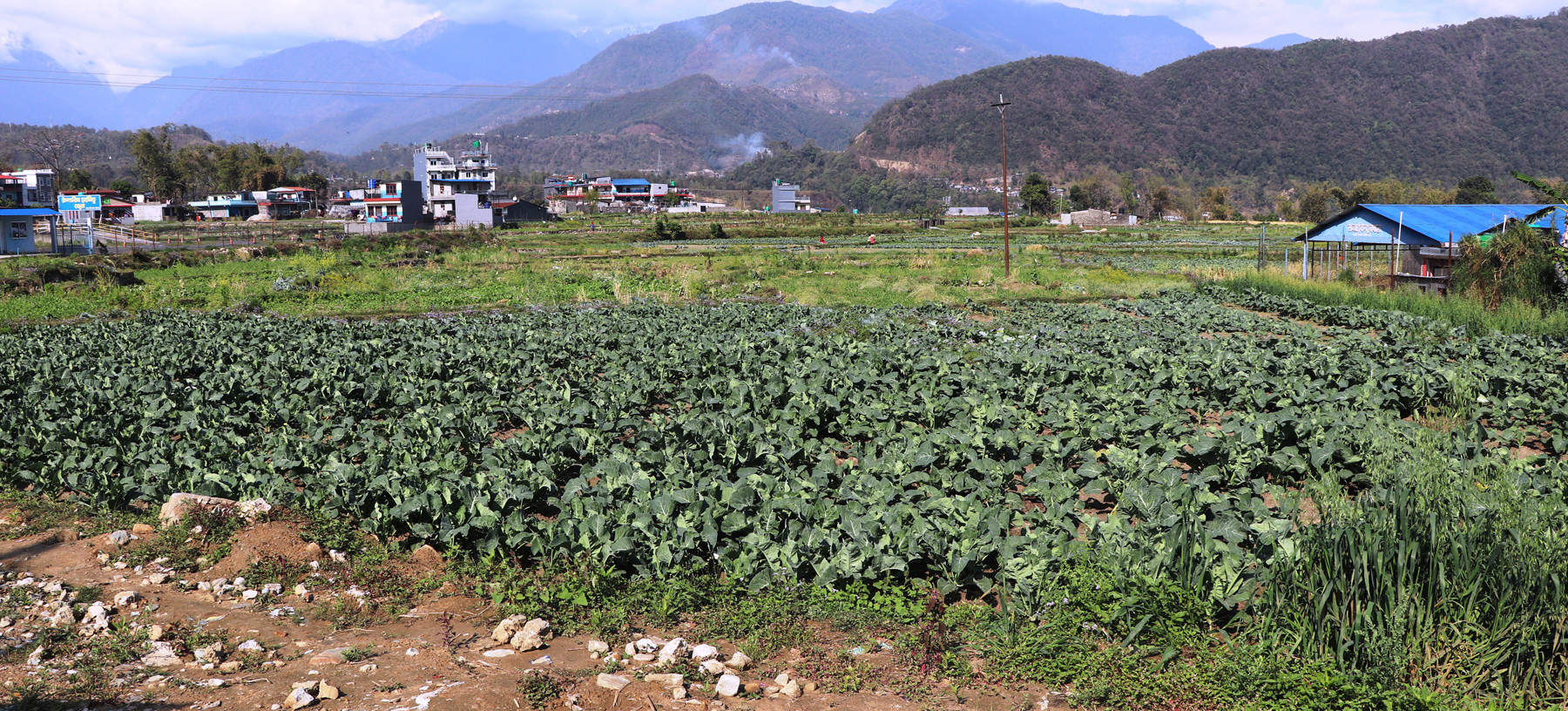 तरकारी खेती