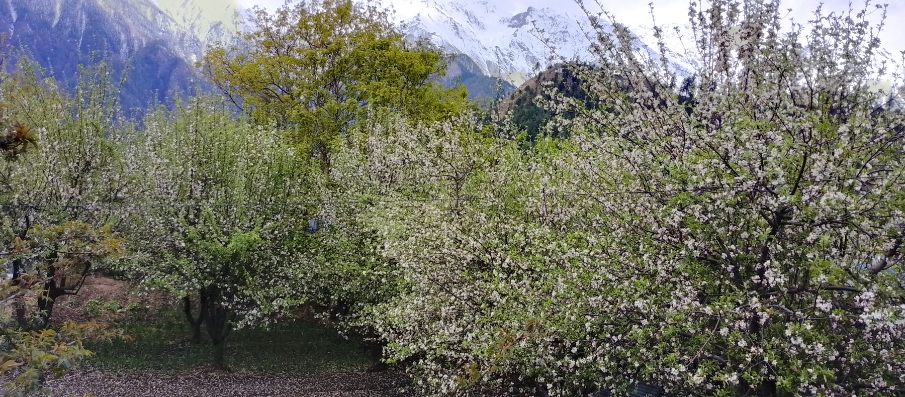 स्याउका बिरुवा