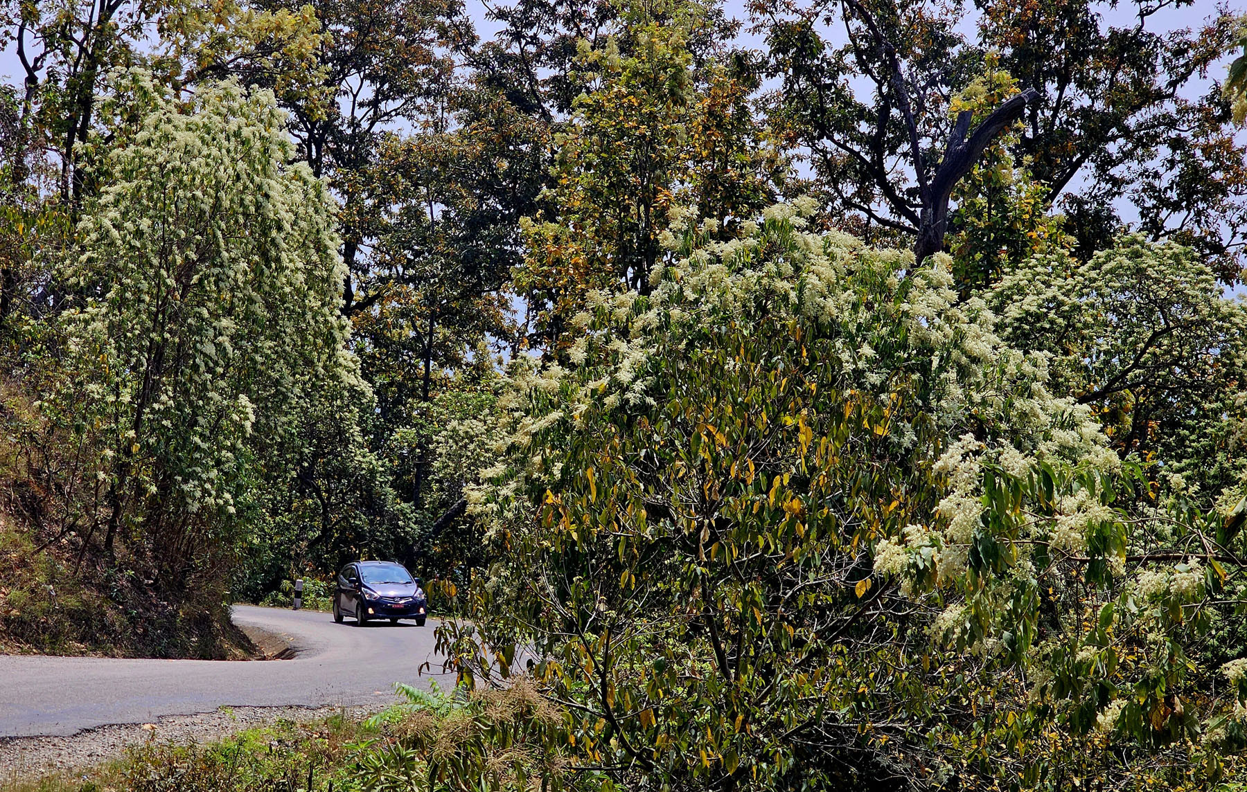 ढकमक्क फुलेको दईचाम्रेको रुख