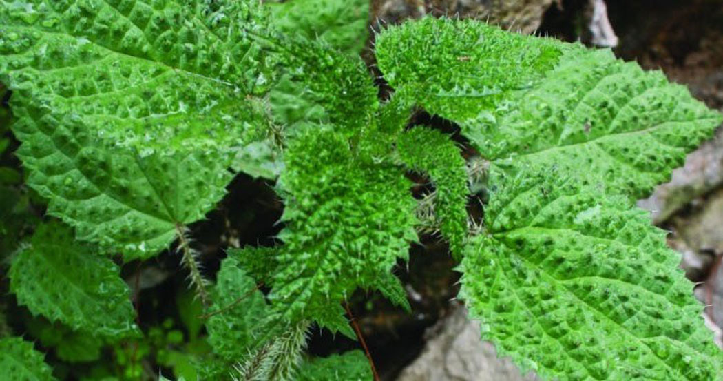 पहिचान बन्दै सिस्नो, बाँको र आलु